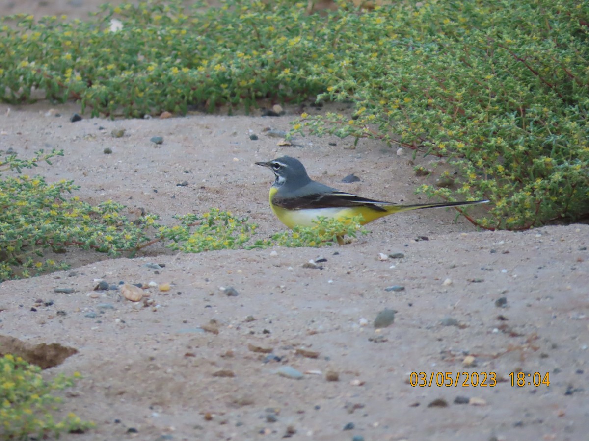 Gray Wagtail - ML542930241