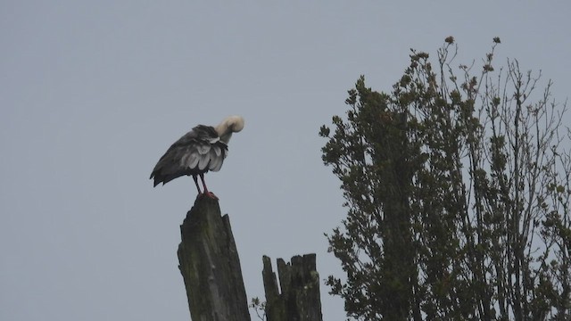 Black-faced Ibis - ML542930401