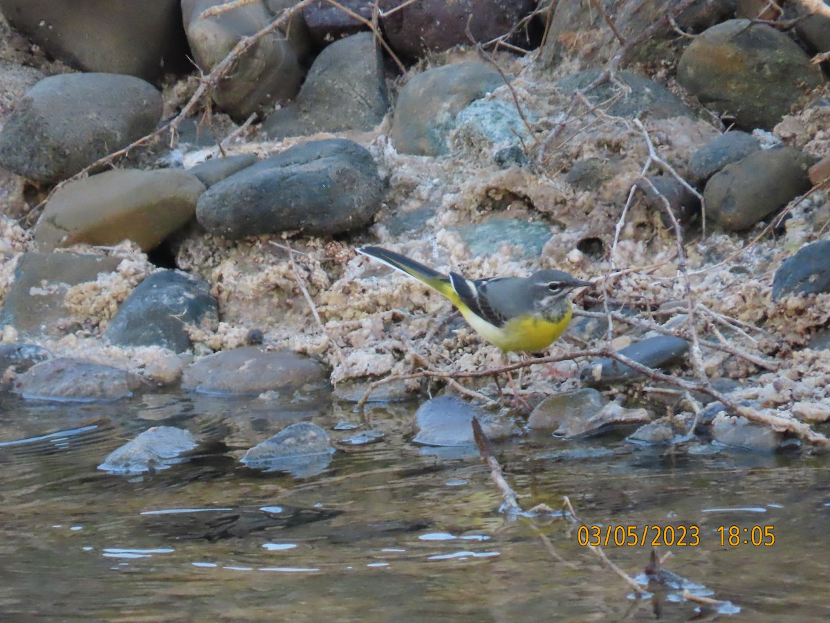 Gray Wagtail - ML542930441