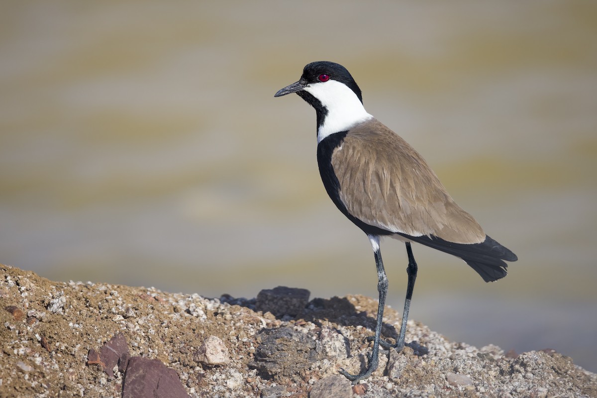 Spur-winged Lapwing - Wojciech Janecki