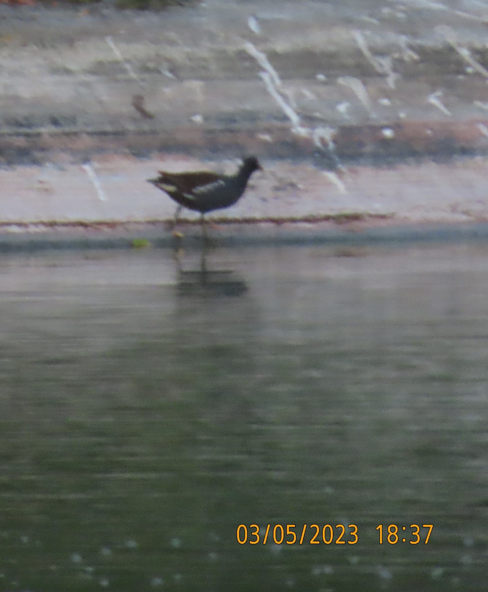 Eurasian Moorhen - Ute Langner