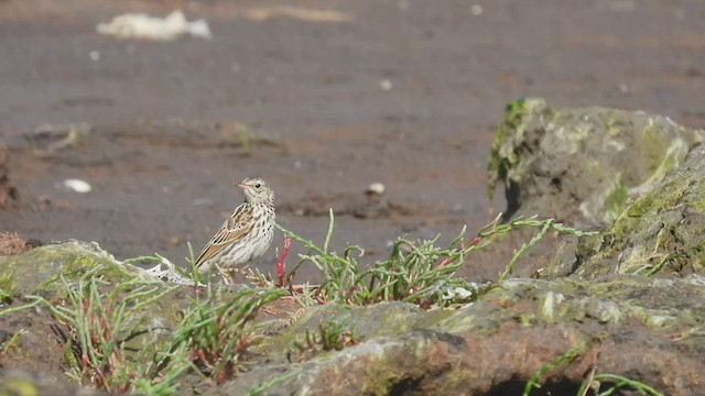 Correndera Pipit - ML542932071