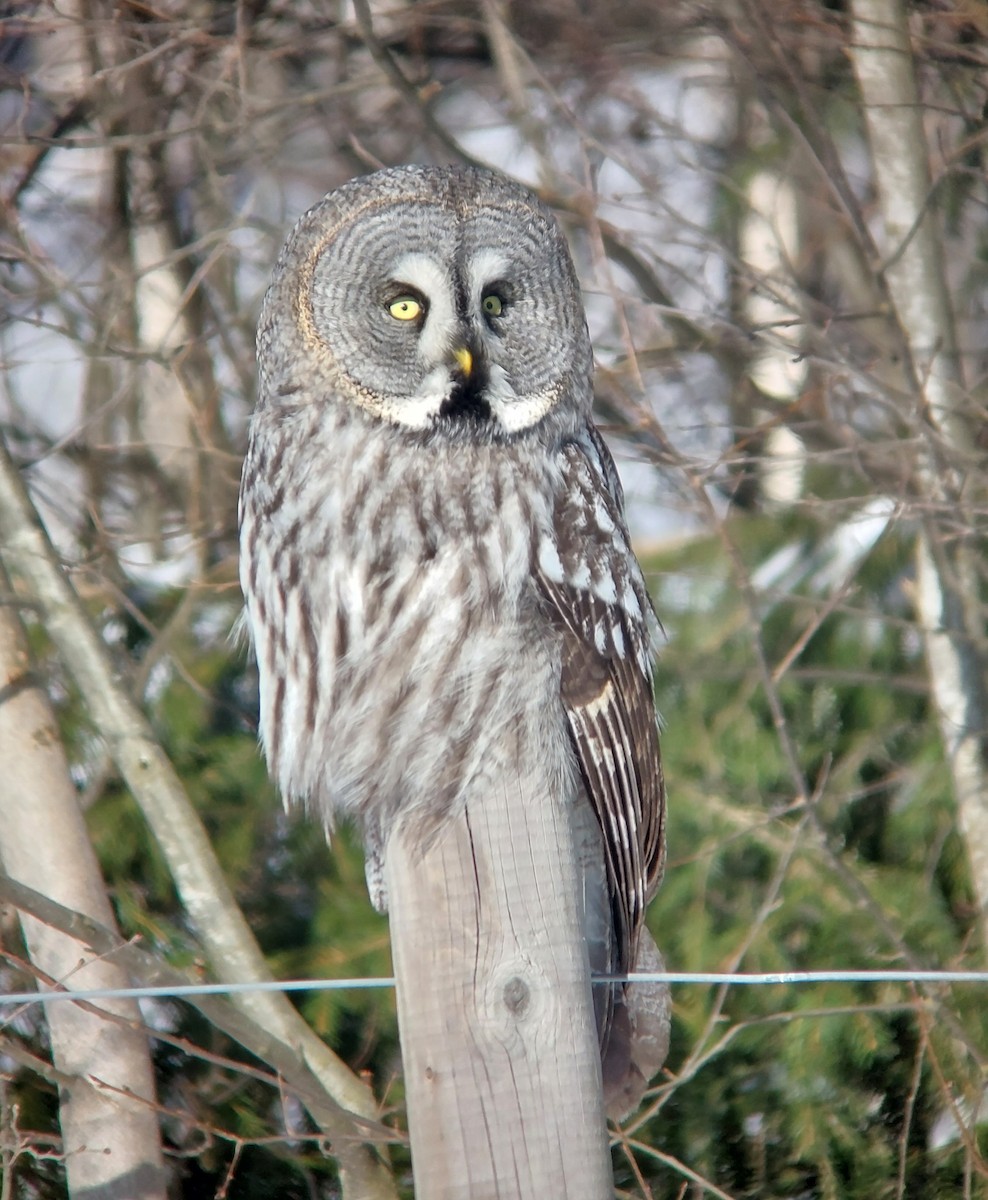 Great Gray Owl - Jussi Lindström