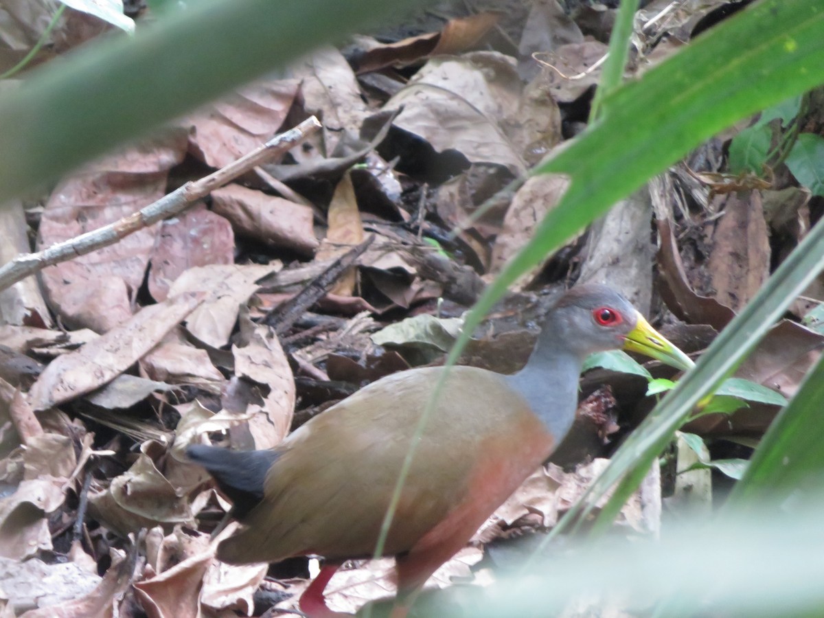 Gray-cowled Wood-Rail - maicol gonzalez guzman