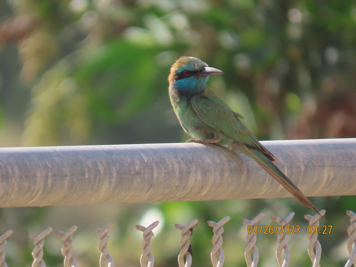 Arabian Green Bee-eater - Ute Langner