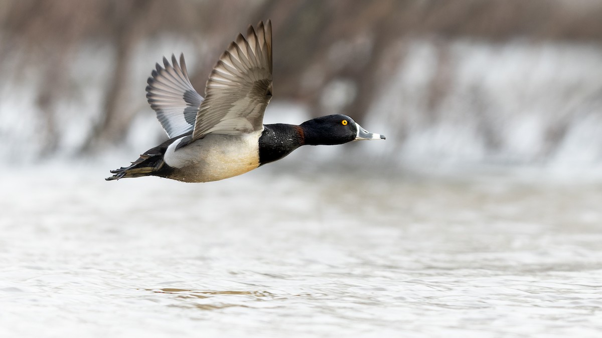 Ring-necked Duck - Ethan Hoggard