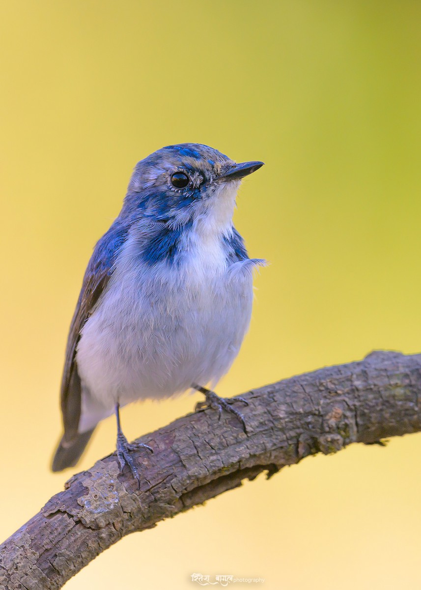 Ultramarine Flycatcher - Ritesh Bagul