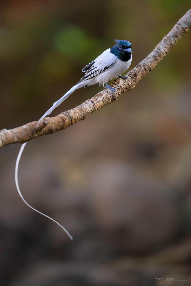 カワリサンコウチョウ - ML542934111