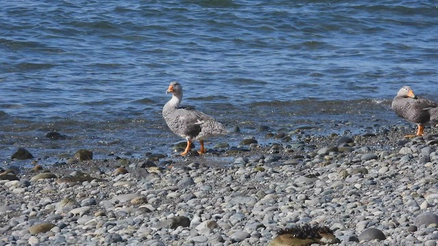 Flightless Steamer-Duck - ML542934131