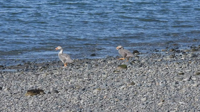 Flightless Steamer-Duck - ML542934151