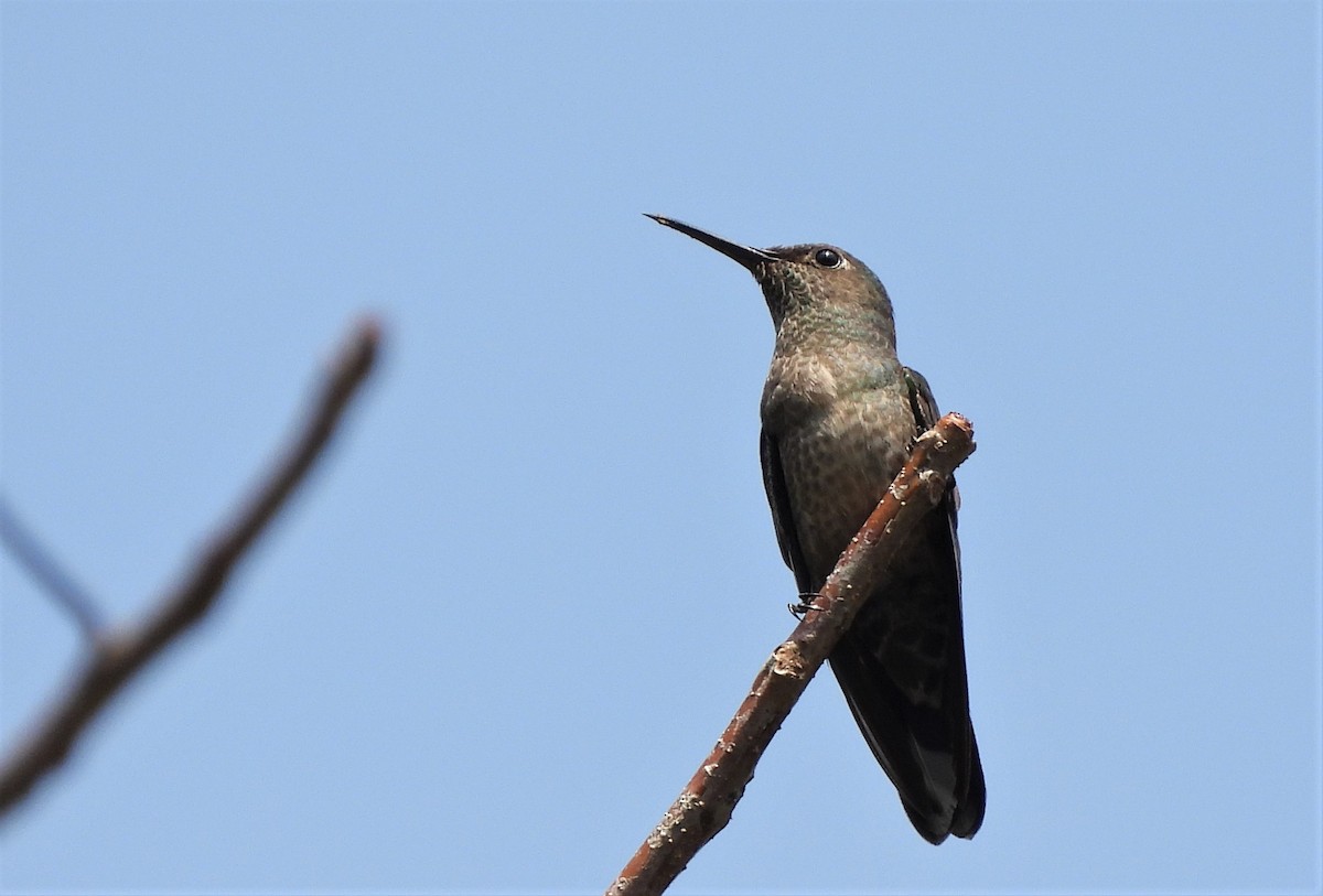 Scaly-breasted Hummingbird - ML542934201