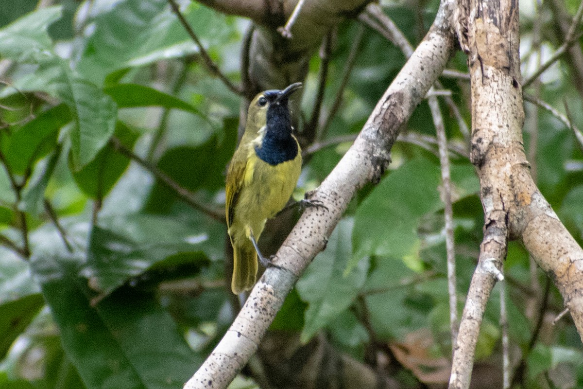 Plain-backed Sunbird - ML542934211