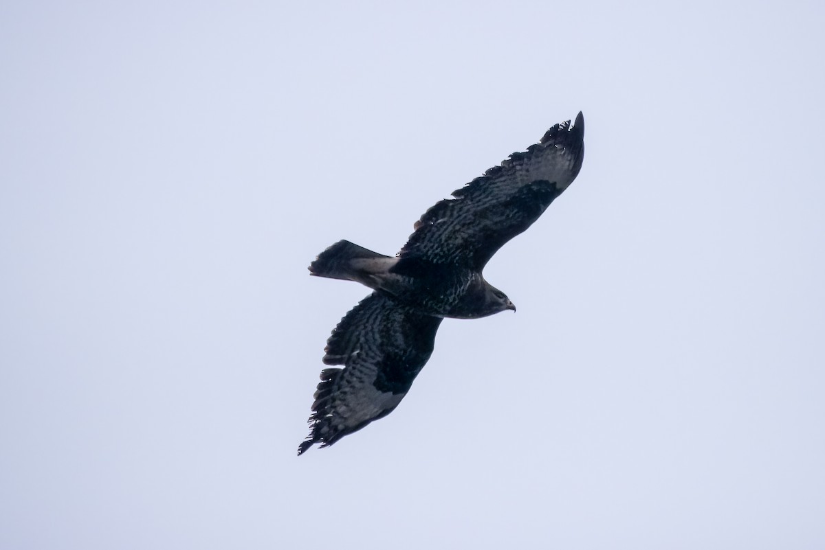 Common Buzzard - Peter Hinow