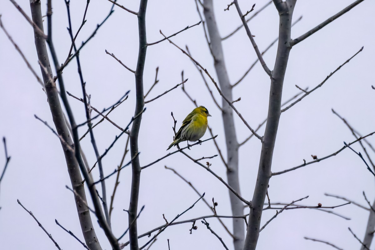 Eurasian Siskin - Peter Hinow