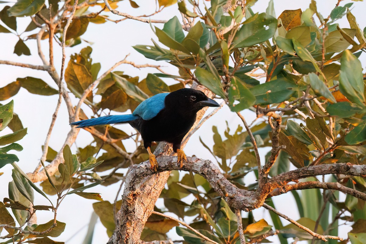 Yucatan Jay - Hernan Riverol