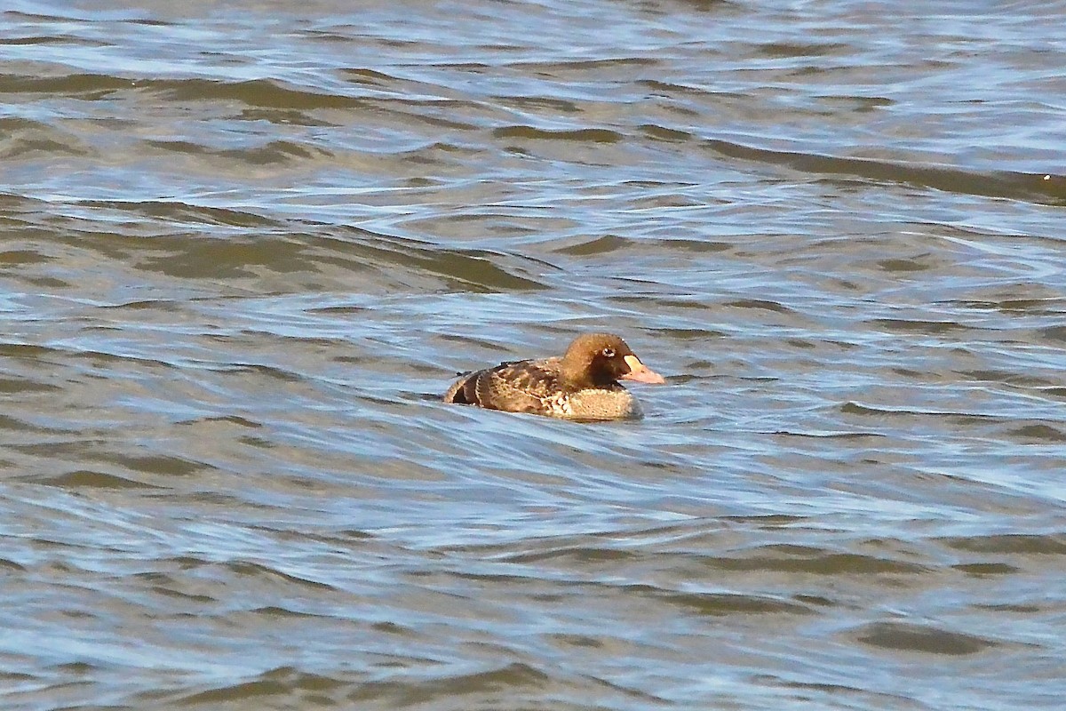 King Eider - ML542934761