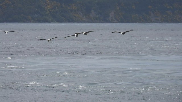 Peruvian Pelican - ML542934851