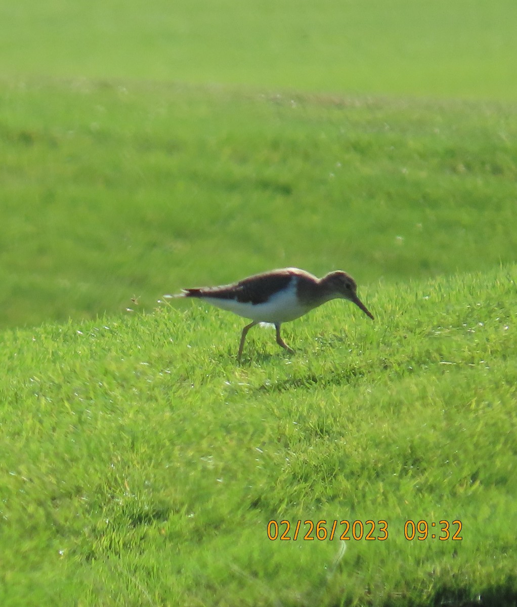 Common Sandpiper - Ute Langner