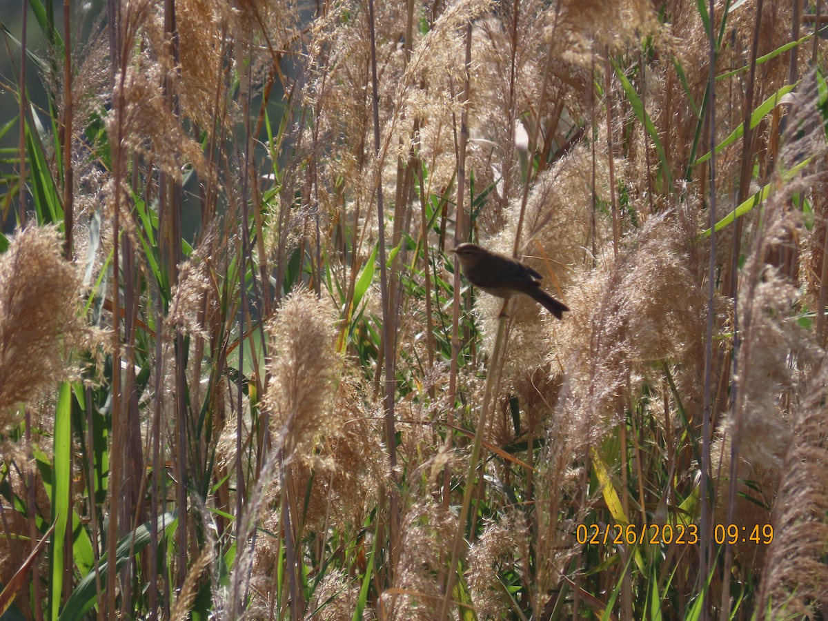 Mosquitero Musical - ML542935951