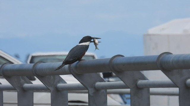 Ringed Kingfisher (Patagonian) - ML542936641