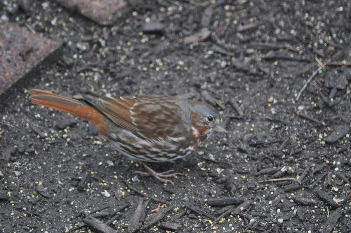 Fox Sparrow - ML542936681
