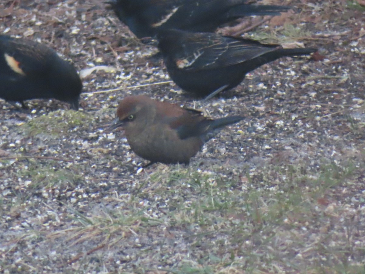 Rusty Blackbird - ML542936721