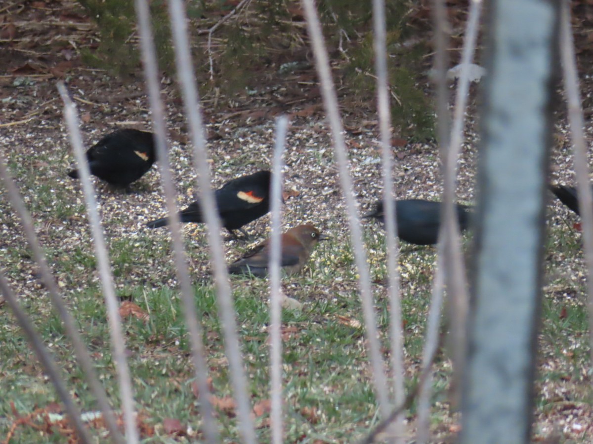 Rusty Blackbird - ML542936741