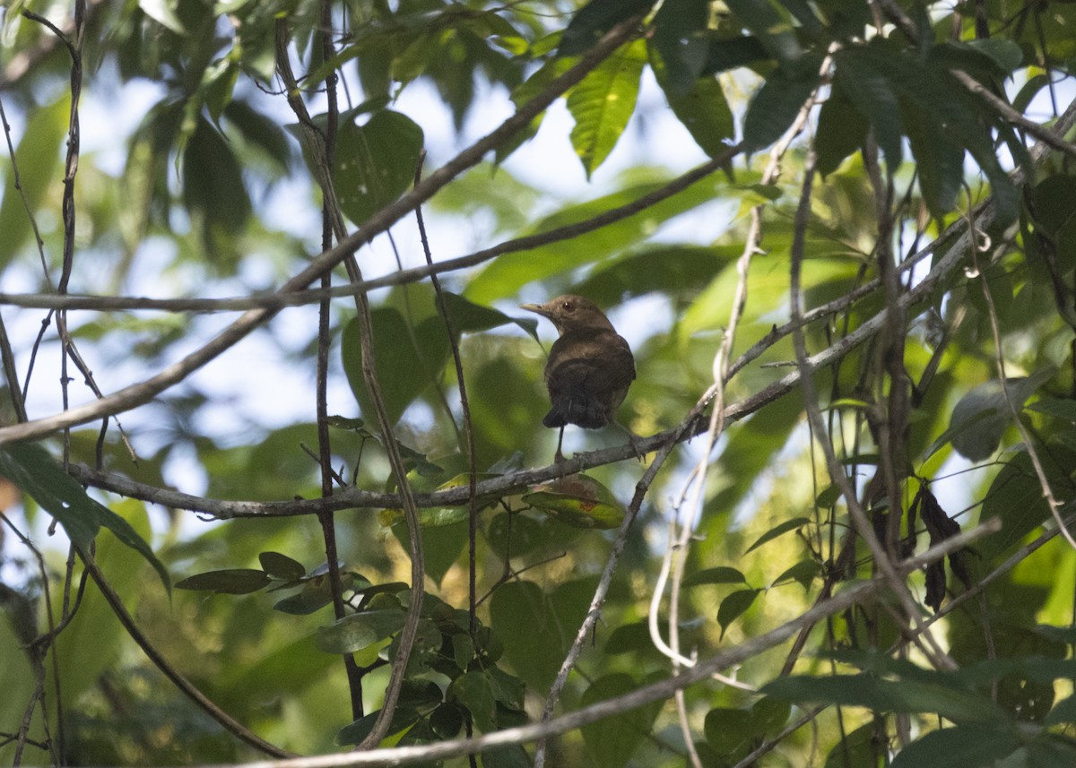 Varzea Thrush - ML542936961