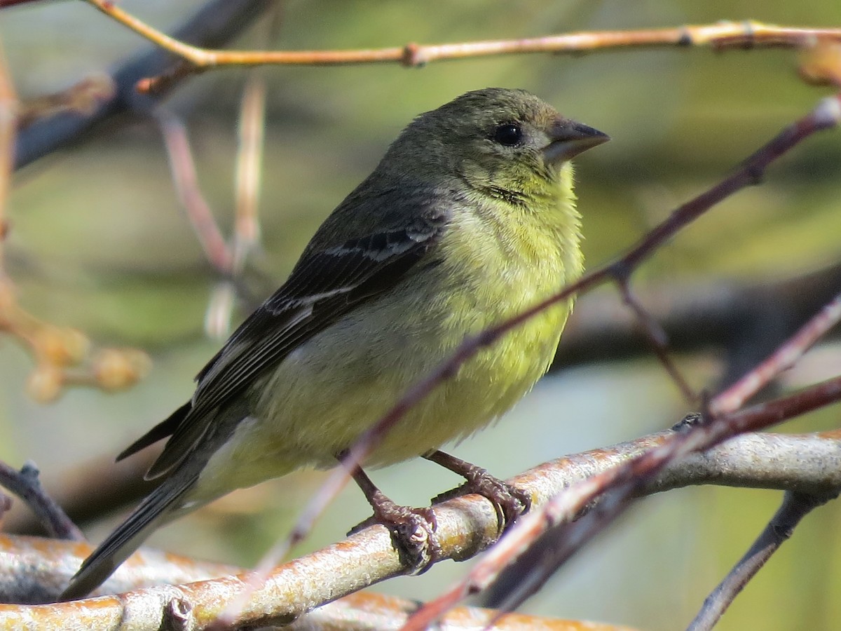 Sarı-Siyah İskete - ML54293801