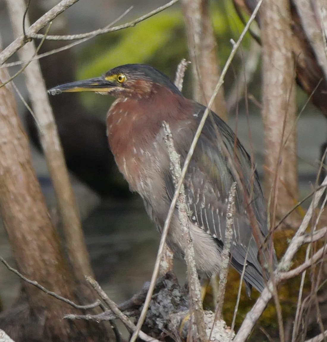 Green Heron - ML54293881