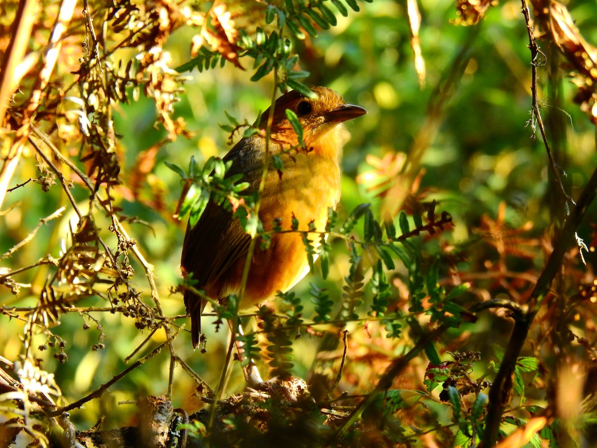 tanımsız Grallaria sp. - ML542938921