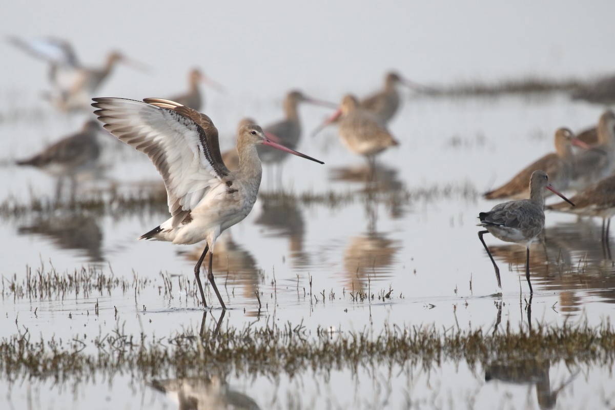 Black-tailed Godwit - ML542939951