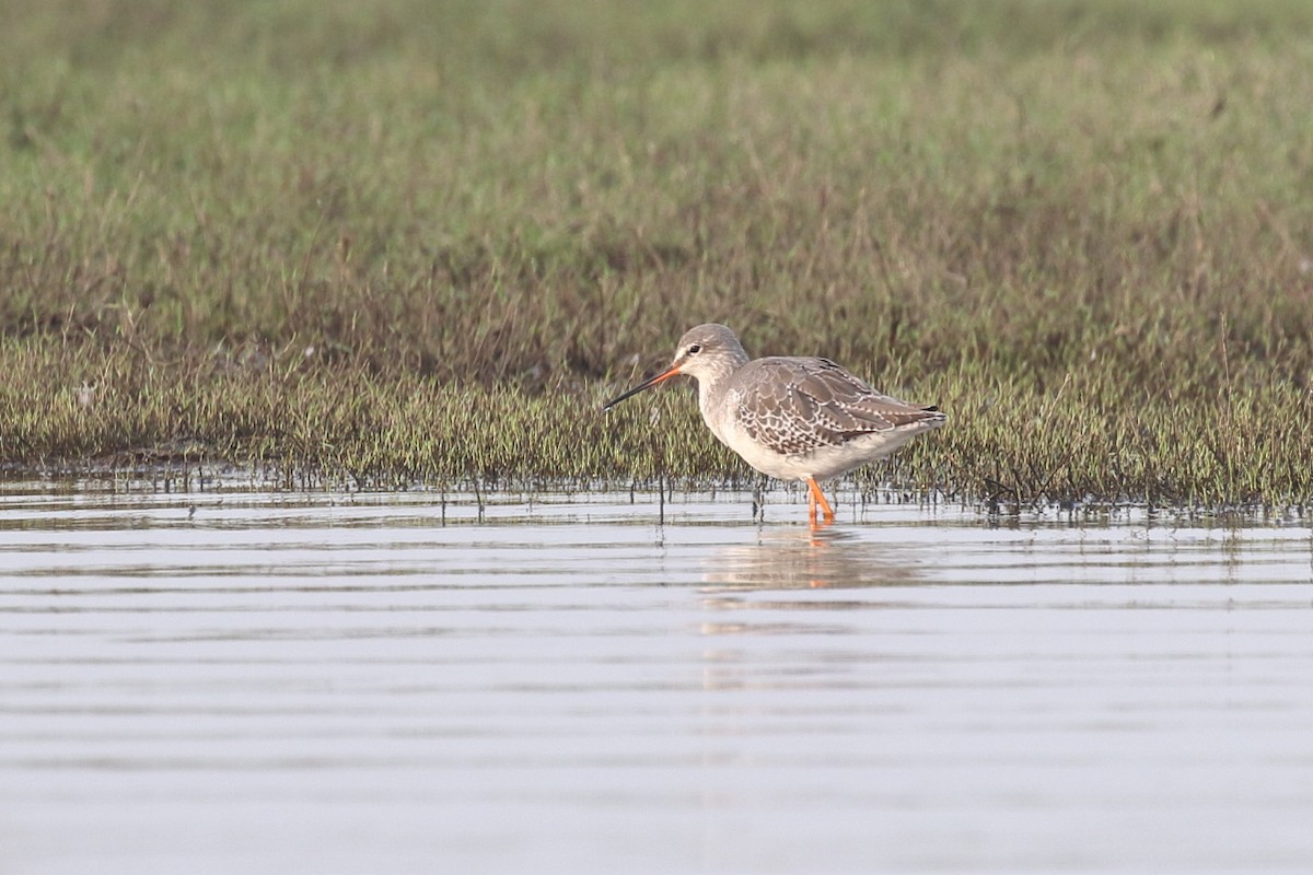 Spotted Redshank - ML542940151