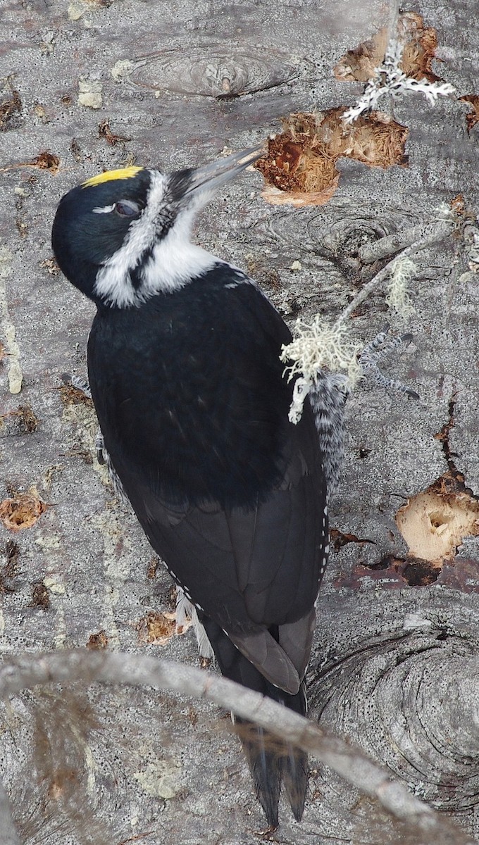 Black-backed Woodpecker - ML542940711