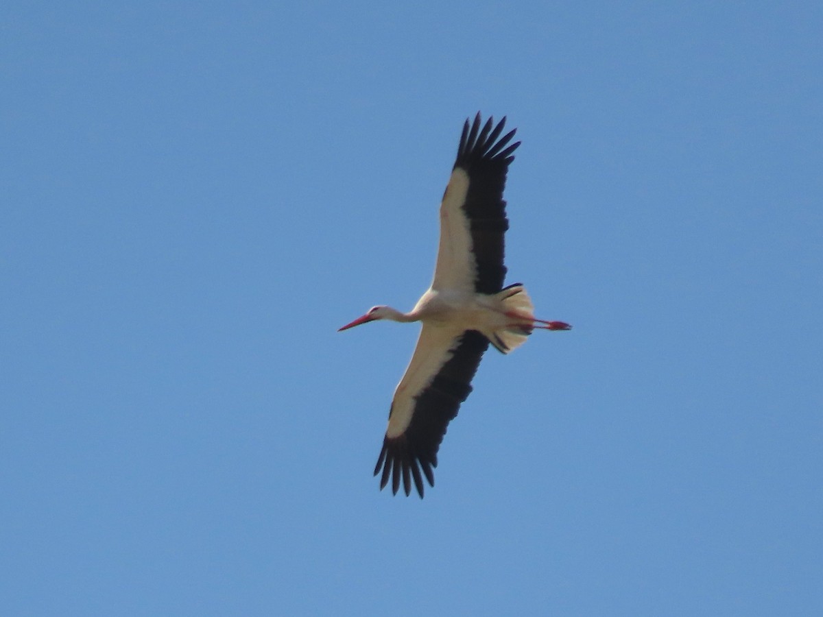 White Stork - ML542941221