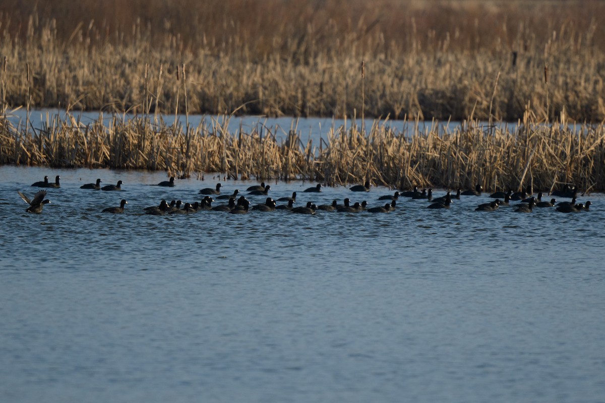 American Coot (Red-shielded) - John Kuenzli