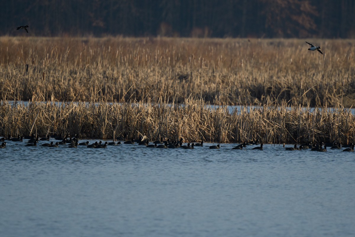 American Coot (Red-shielded) - ML542941931