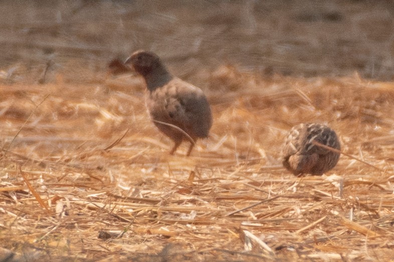 Synoicus/Coturnix sp. - ML542942461