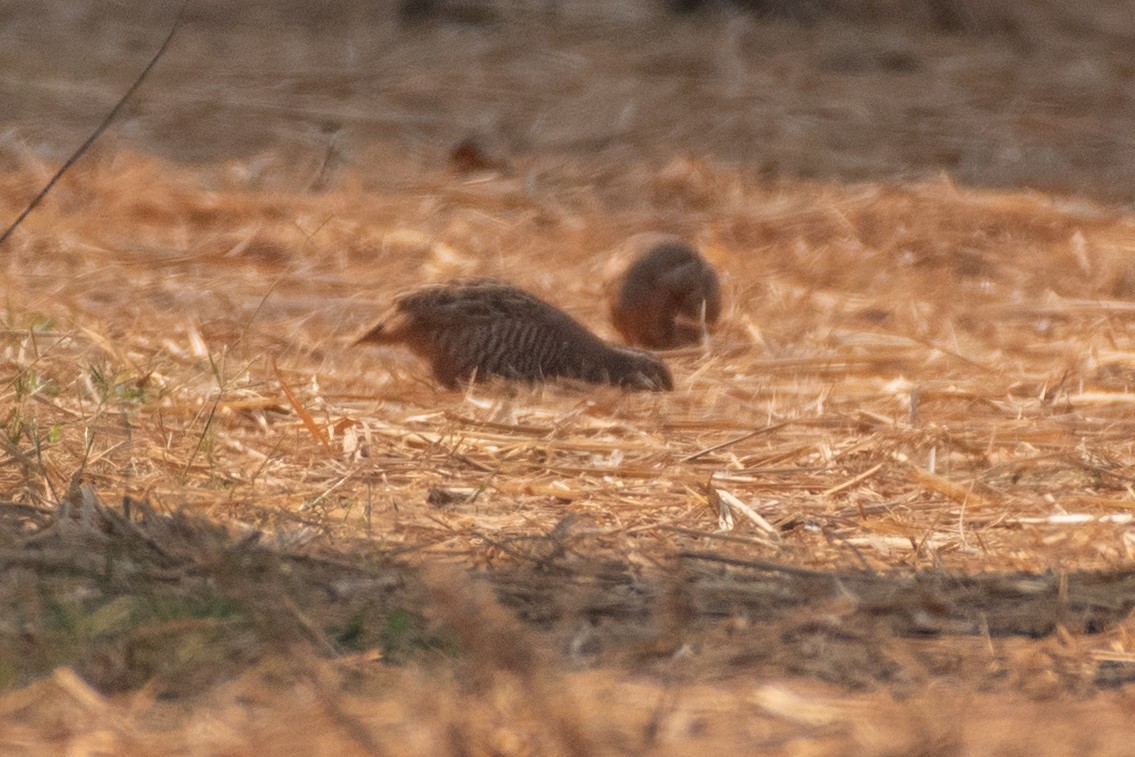 tanımsız Synoicus/Coturnix sp. - ML542942471