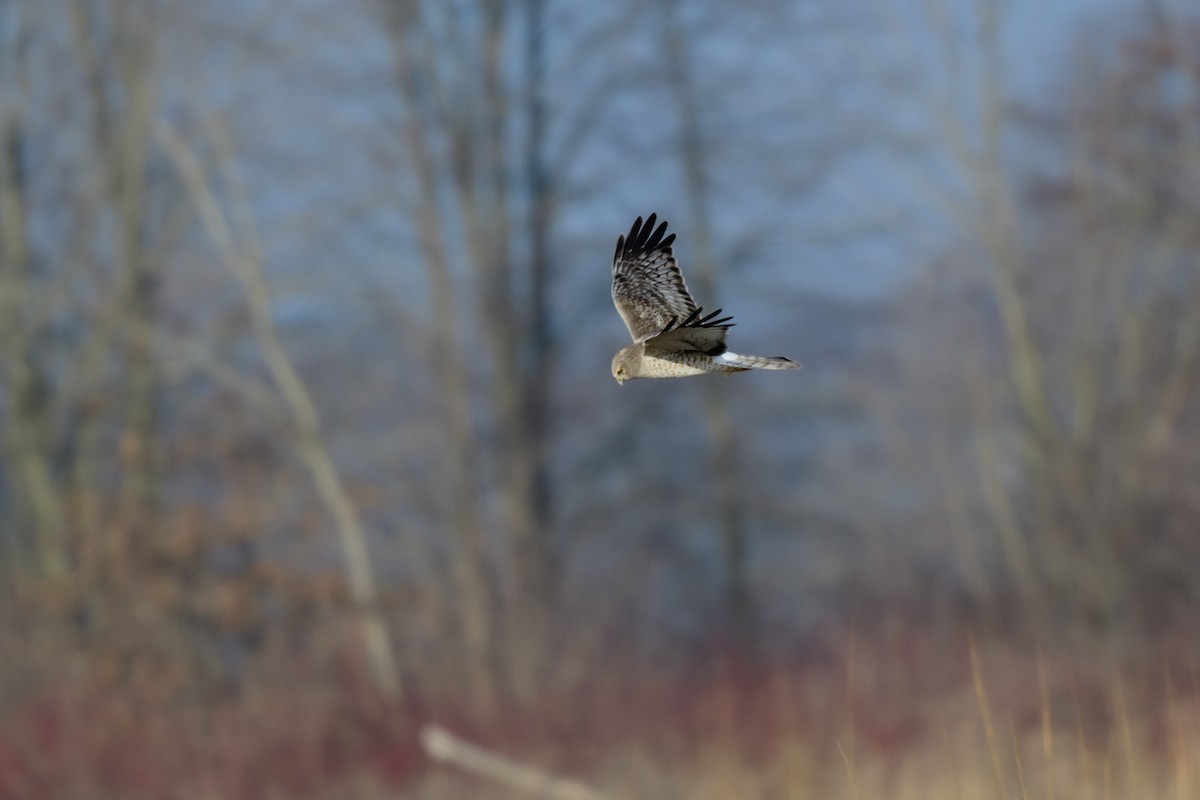 Northern Harrier - ML542942521