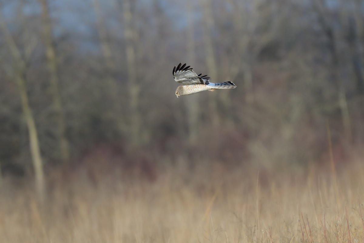 Northern Harrier - ML542942531