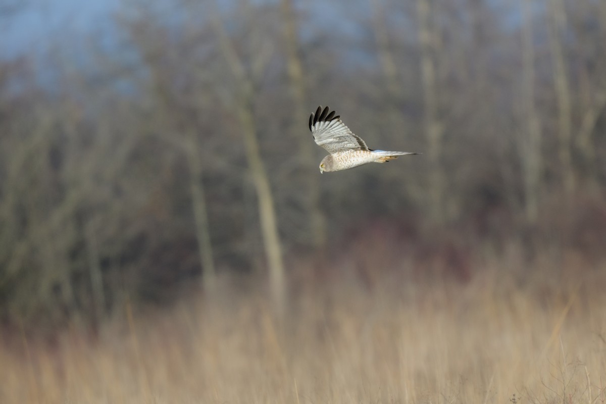 Northern Harrier - ML542942541