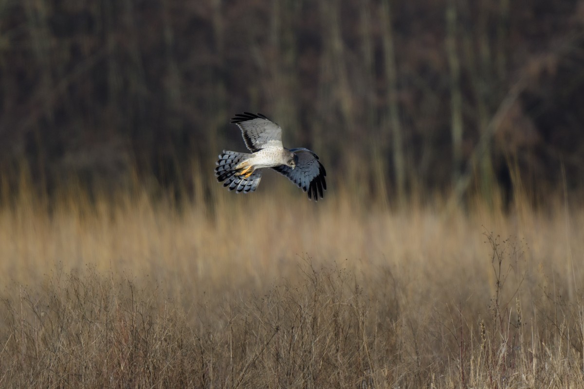 Northern Harrier - ML542942551