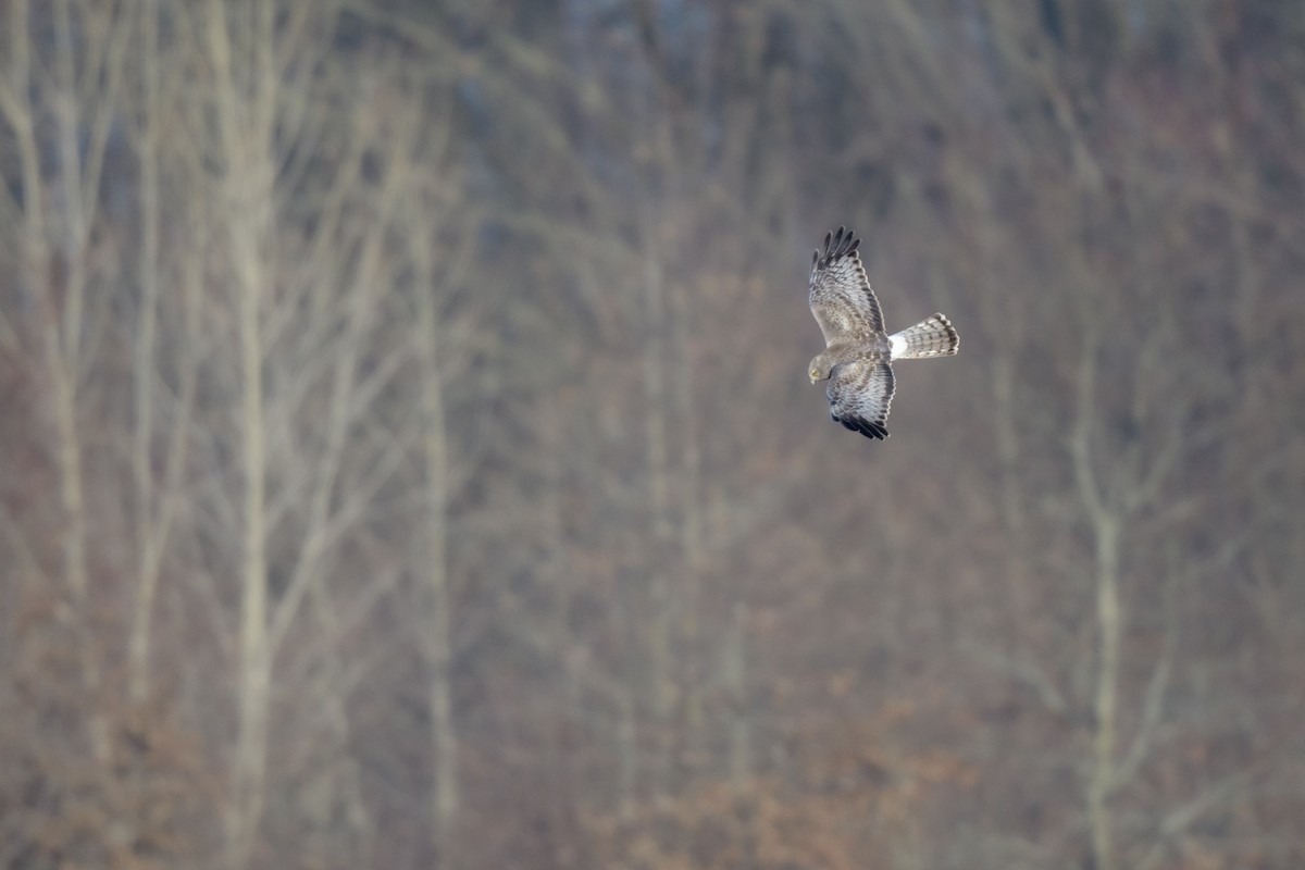 Northern Harrier - ML542942561