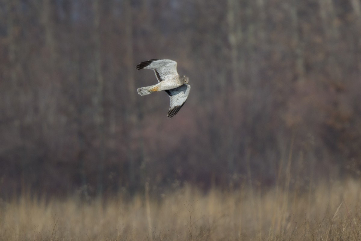 Northern Harrier - ML542942571