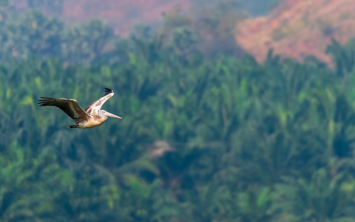 Spot-billed Pelican - ML542942591