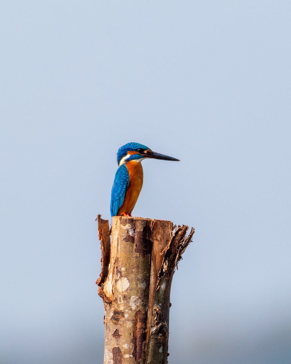 Common Kingfisher - ML542942661