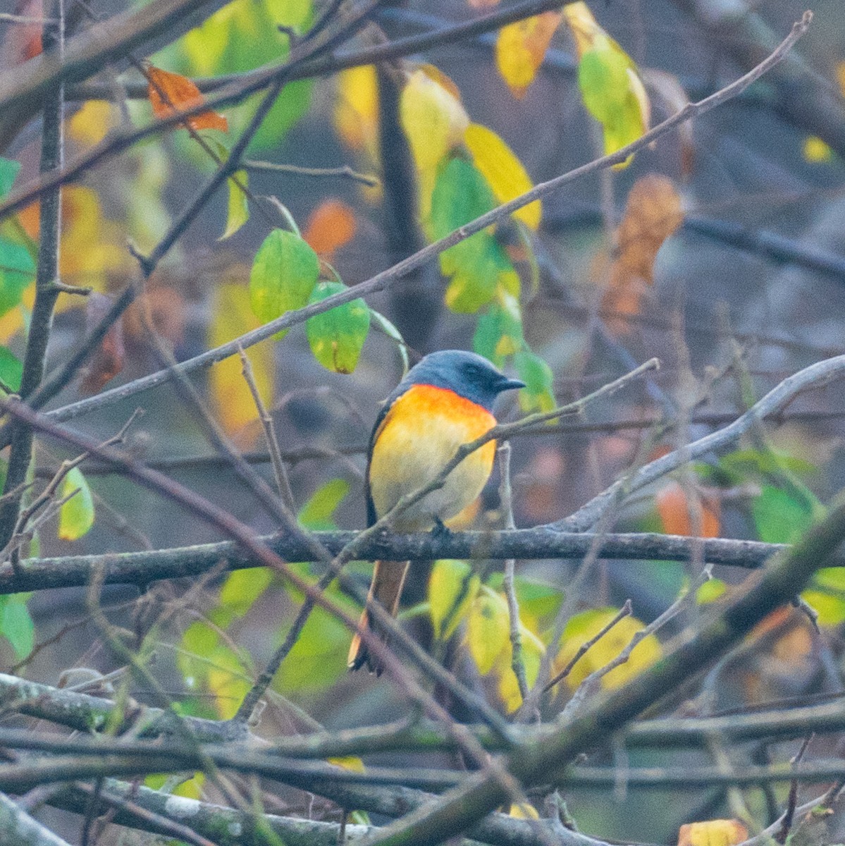 Küçük Minivet - ML542942971