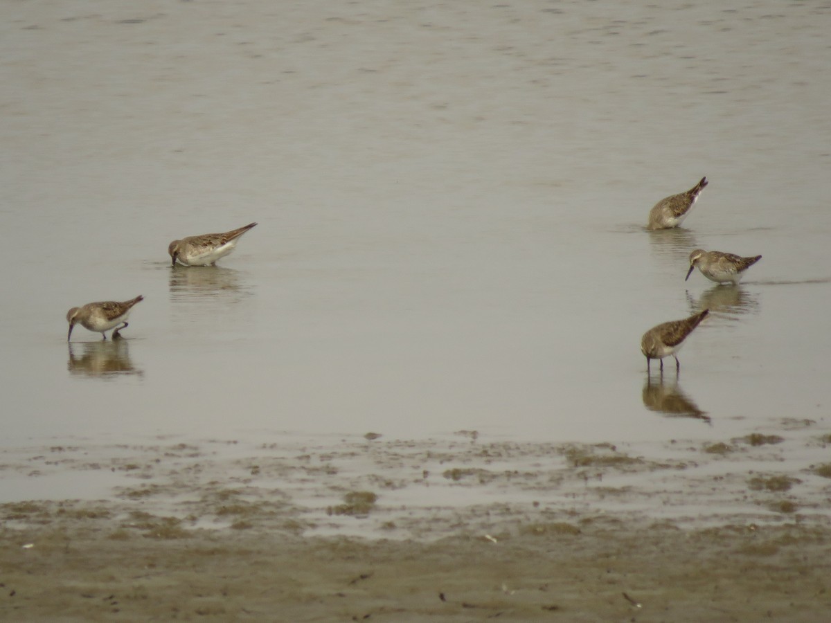 Weißbürzel-Strandläufer - ML542942991