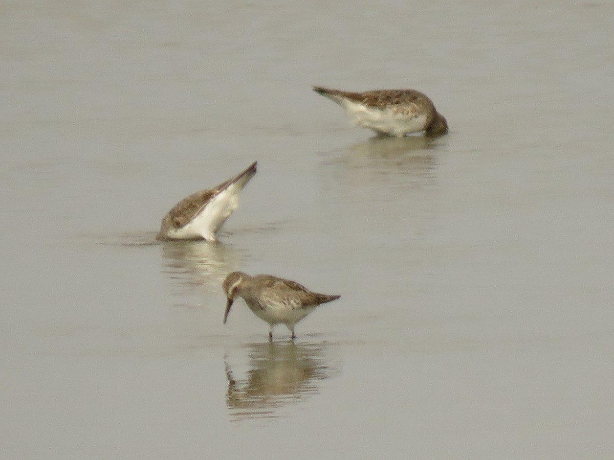 Weißbürzel-Strandläufer - ML542943011